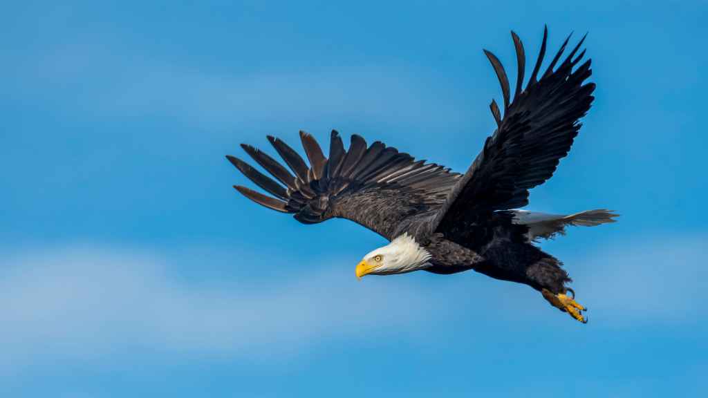 águila volando en el cielo