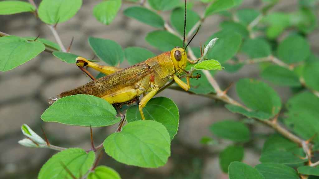 capacidad de salto del saltamontes