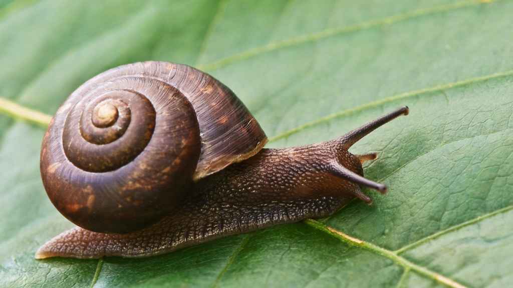 caracol sobre una hoja verde