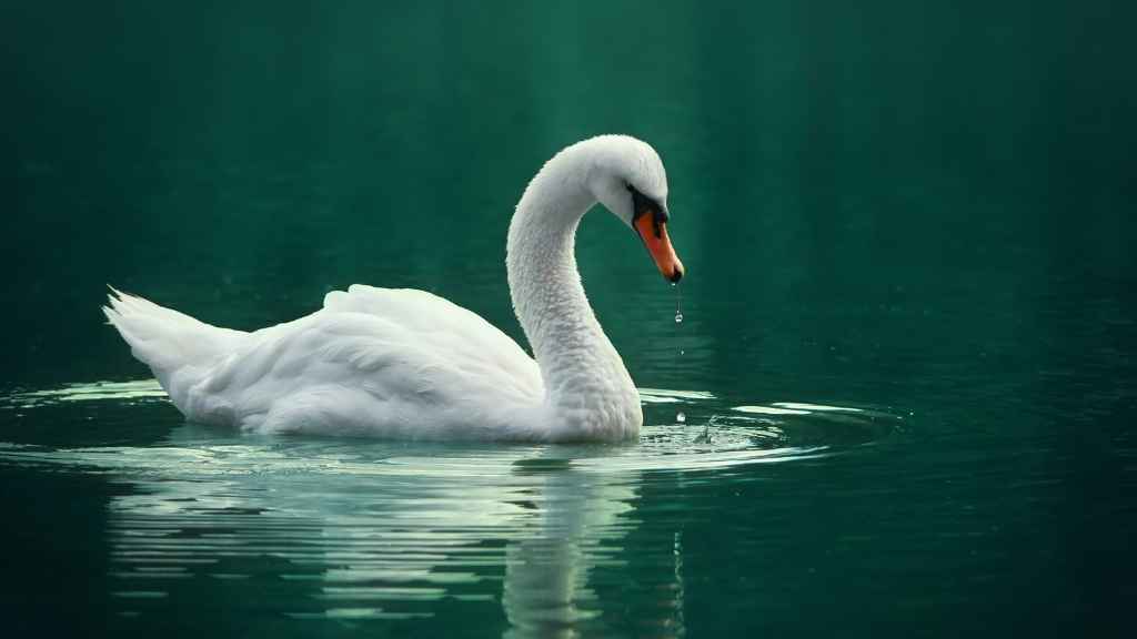 cisne de color blanco en un lago