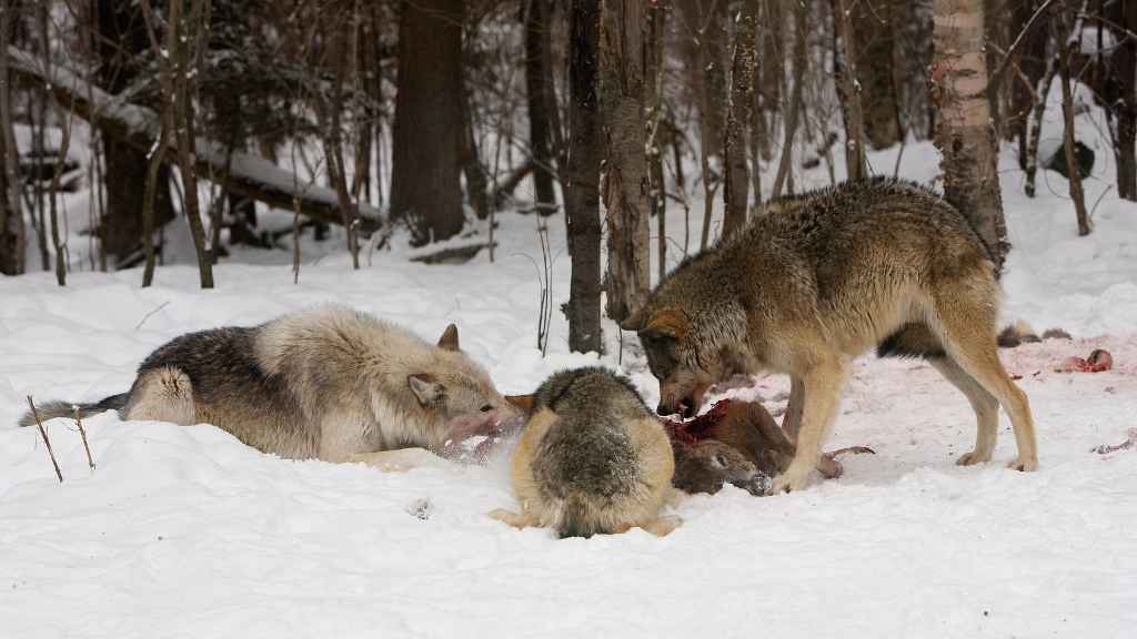 comportamiento de caza del lobo