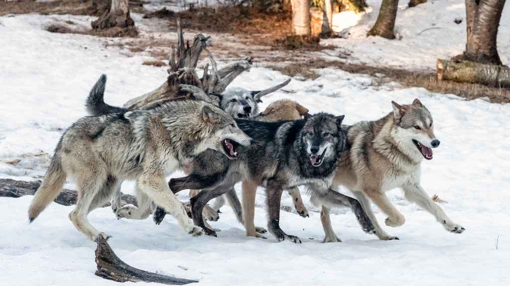 comportamiento del lobo