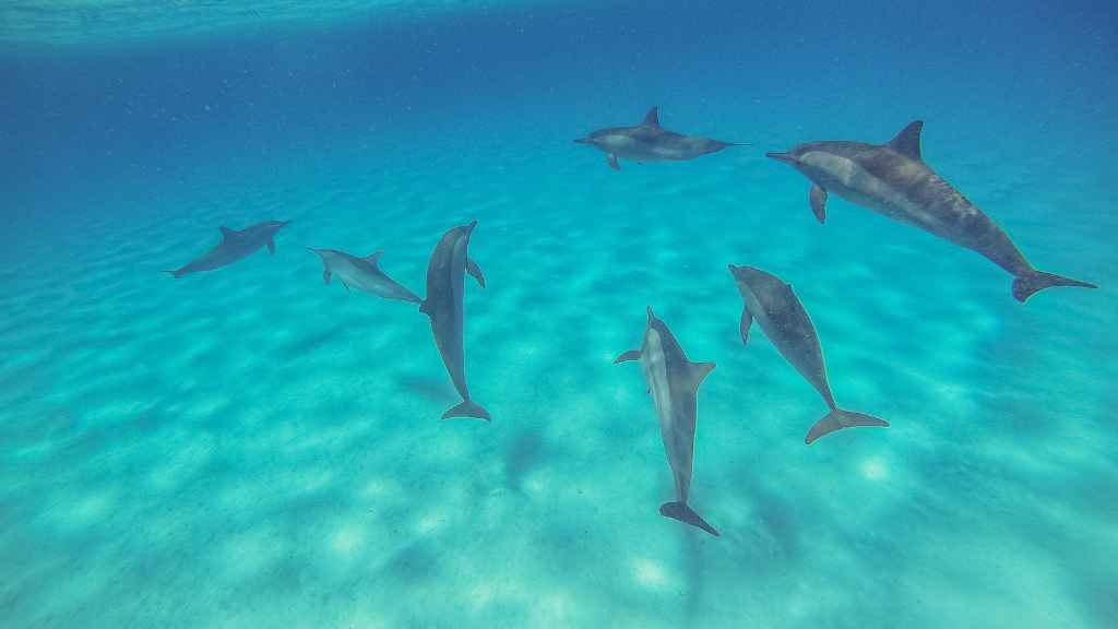 grupo de delfines en el fondo del mar