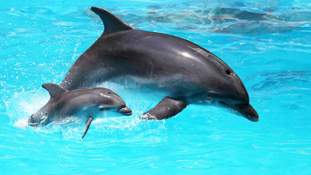 delfín y cría juntos saltando fuera del agua