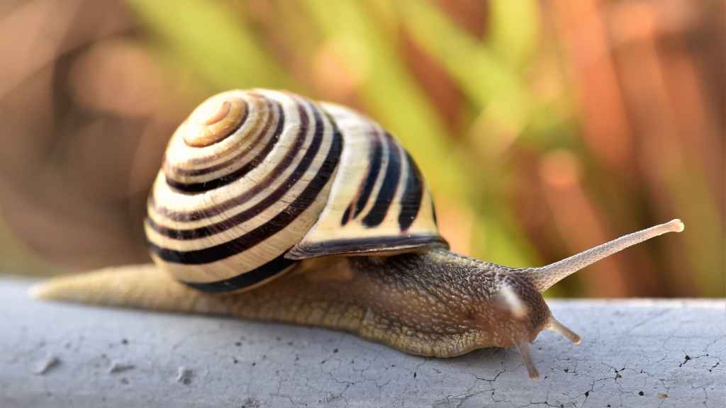 caracol desplazándose sobre una rama de árbol