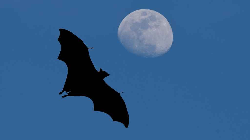 murciélago volando con la luna de fondo