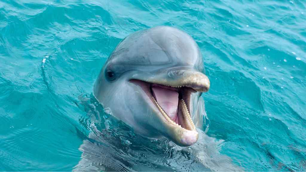 cabeza de delfin fuera del agua con la boca abierta