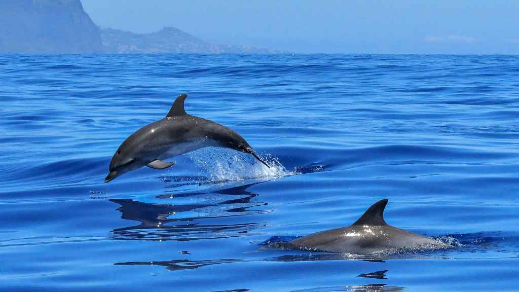 echolocalización delfín