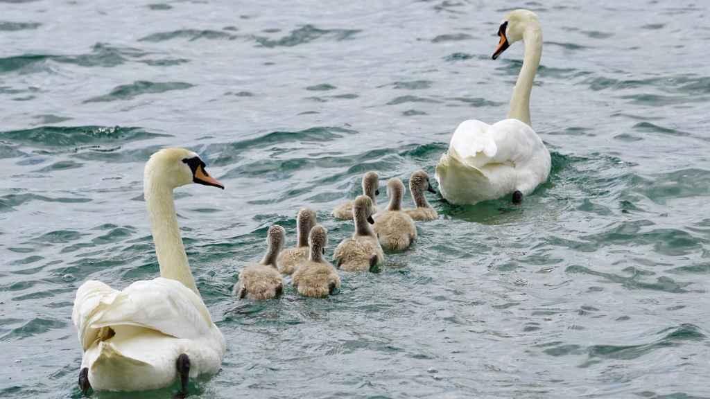 familiar de cisnes en el agua