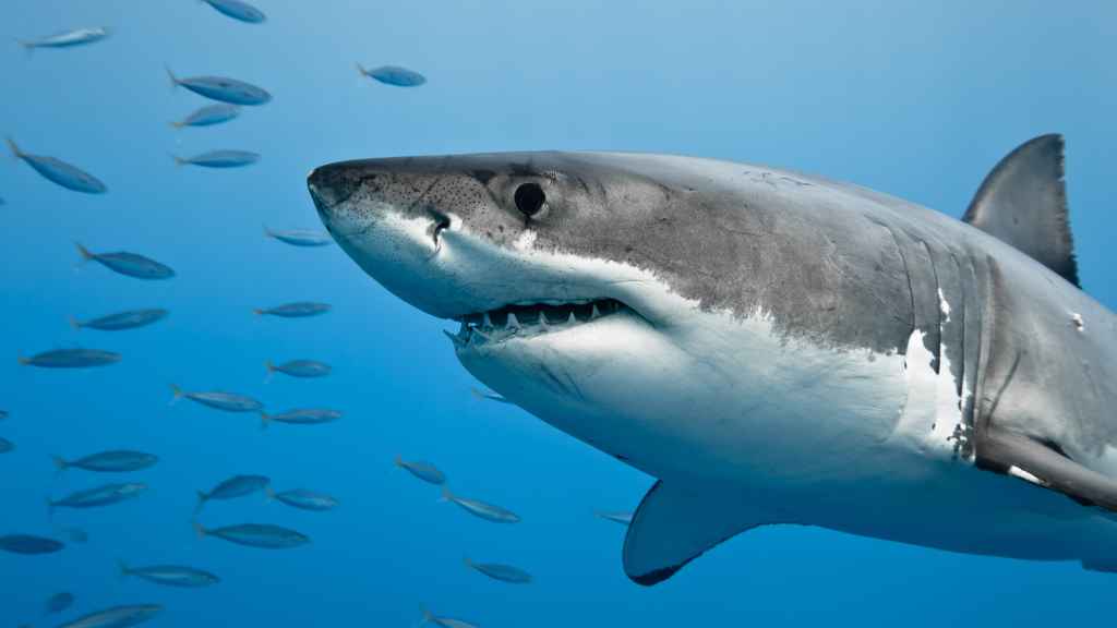tiburón blanco y gris en el fondo del mar rodeado de peces pequeños