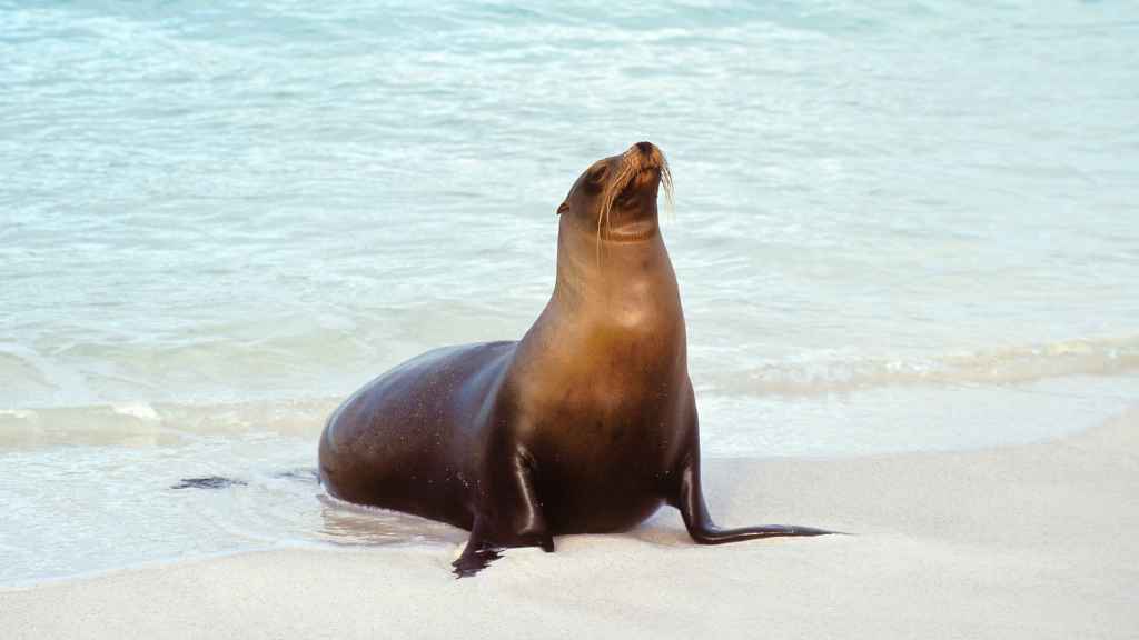 alimentación del león marino