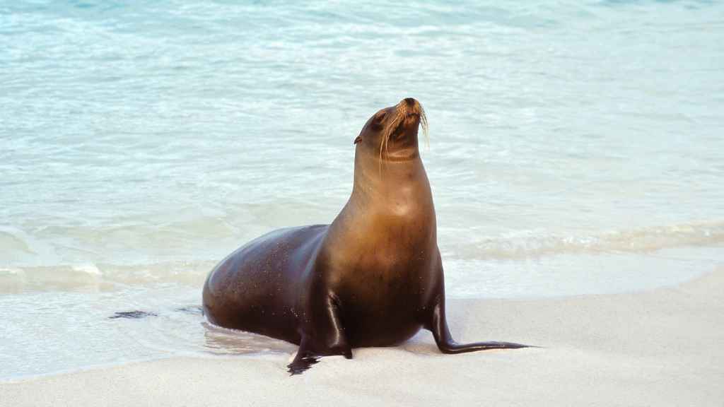león marino en la orilla del mar
