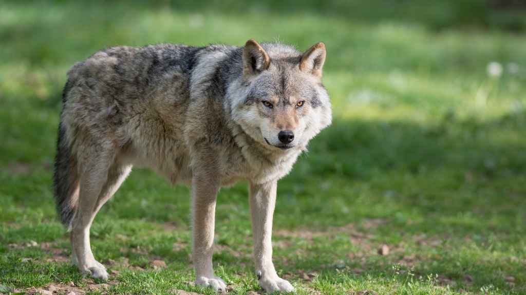 pelaje del lobo