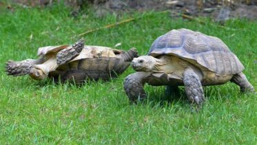 longevidad de la tortuga