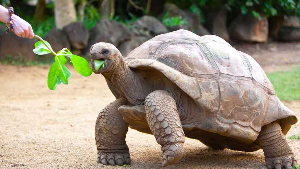 Factores biológicos en la longevidad de las tortugas