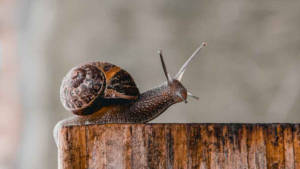 movimiento del caracol