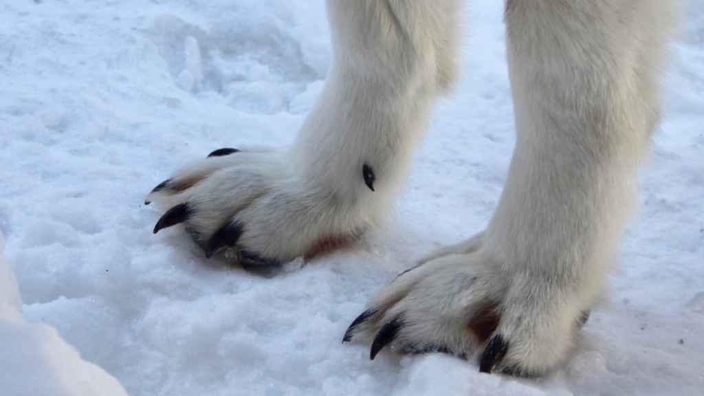 patas del lobo