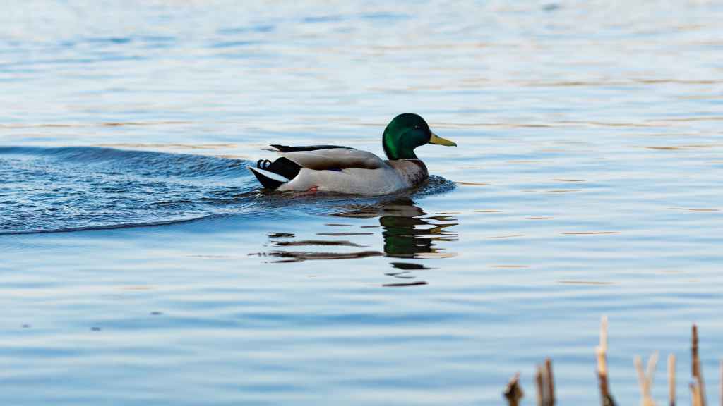 pato nadando rápido en aguas tranquilas