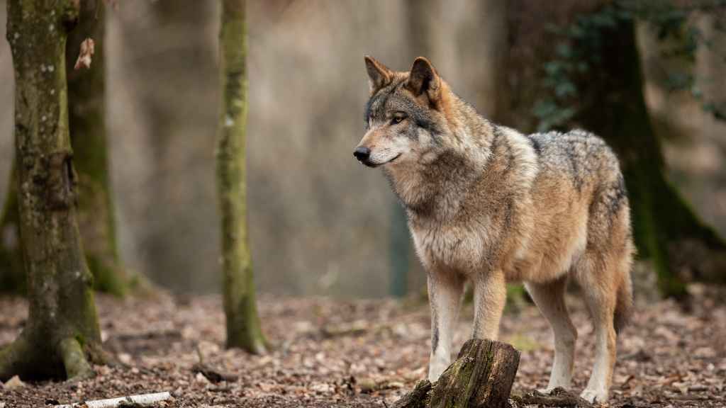 pelaje del lobo