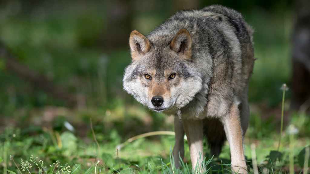 pelaje y capa aislante del lobo