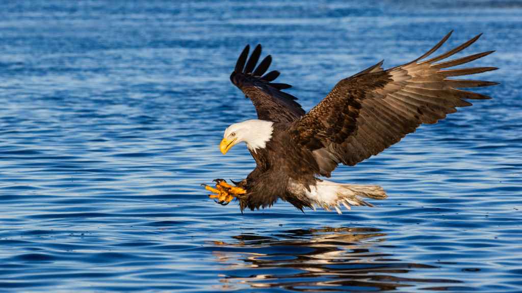 Plumaje del águila para el vuelo