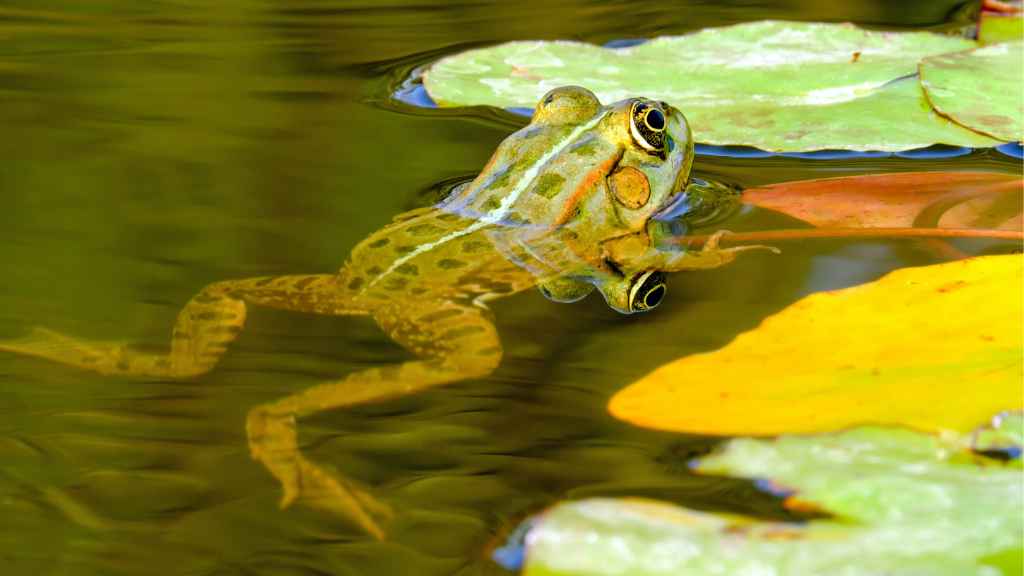 rana dentro del agua apoyada sobre hojas de árboles caidas