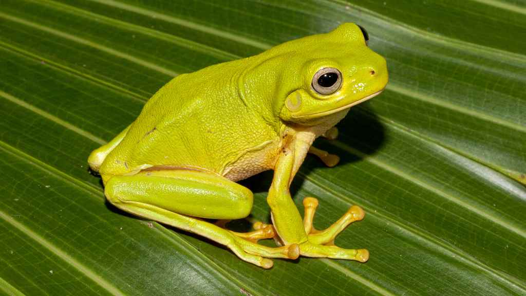 rana de color verde clorofila sobre un planta