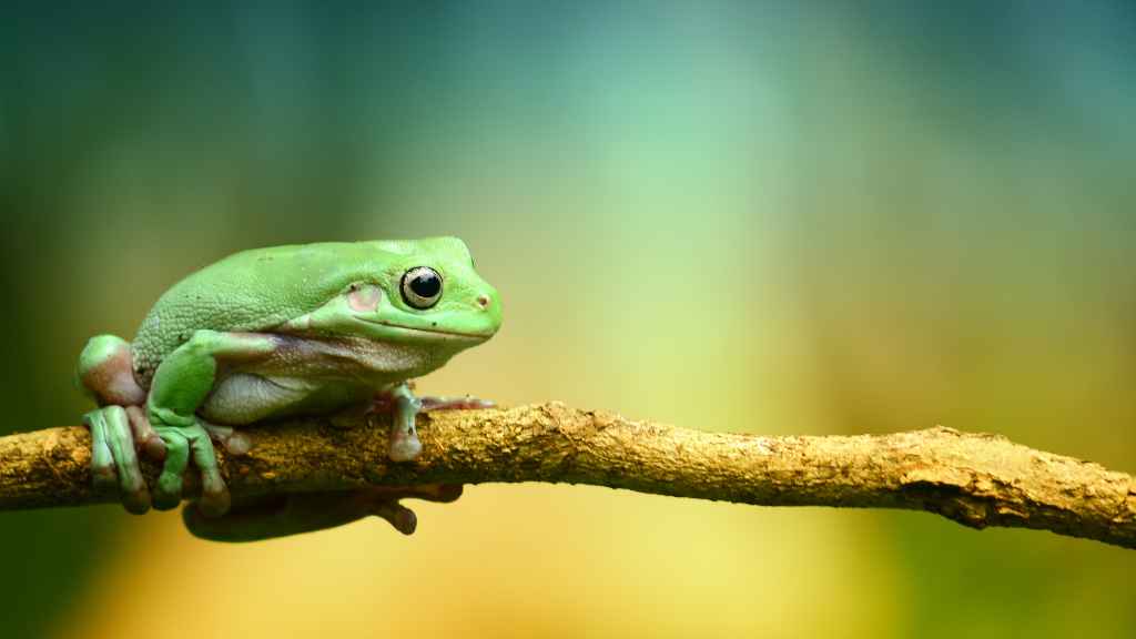rana pequeña de color verde encima de una rama de árbol