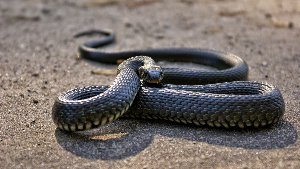 serpiente en movimiento