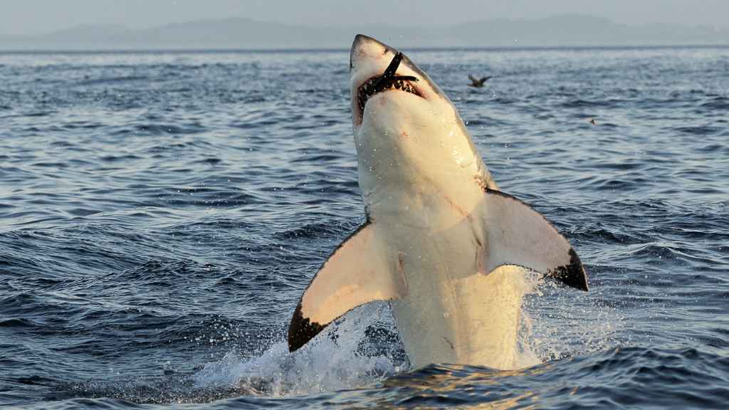 gran tiburón blanco saltando fuera del agua cazando