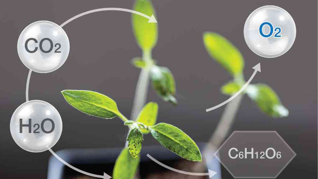 fotosíntesis de las plantas